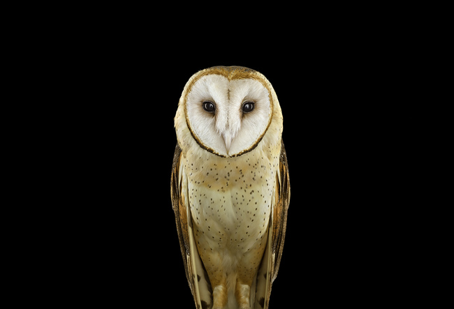 Mengenal Lebih Dekat Burung Hantu Ternyata Tidak Menakutkan Barn Owl