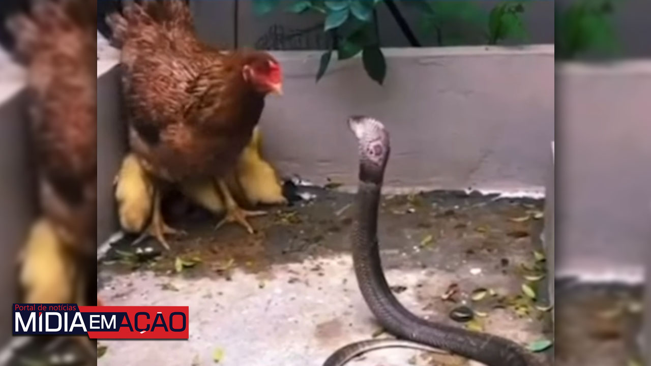 Galinha enfrenta cobra para defender filhotes de patos e viraliza e na internet