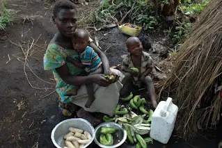 Green bananas for dinner in DRC Africa