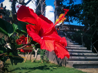 Fresh Red Blooming Flower Of Tropical Hibiscus Or Rosemallow In The Garden Of The Balinese Temple North Bali Indonesia