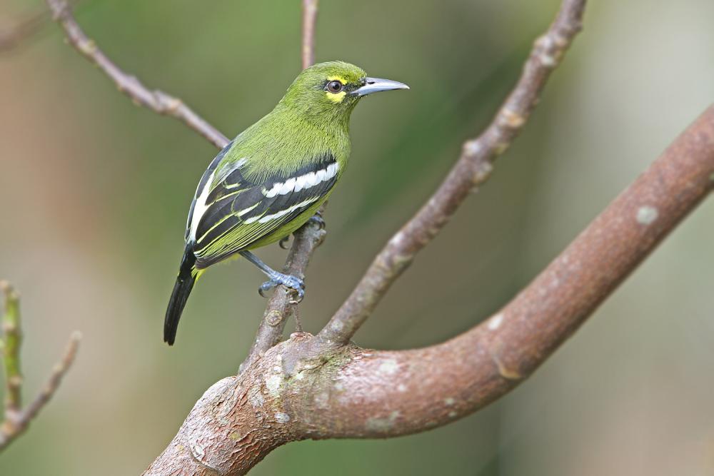 avesbirdsvogelosieauxuccellomanupassarondegechim Iora verde (Aegithina