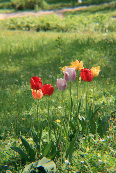 Tulips at the Alpine Garden. Tulpen