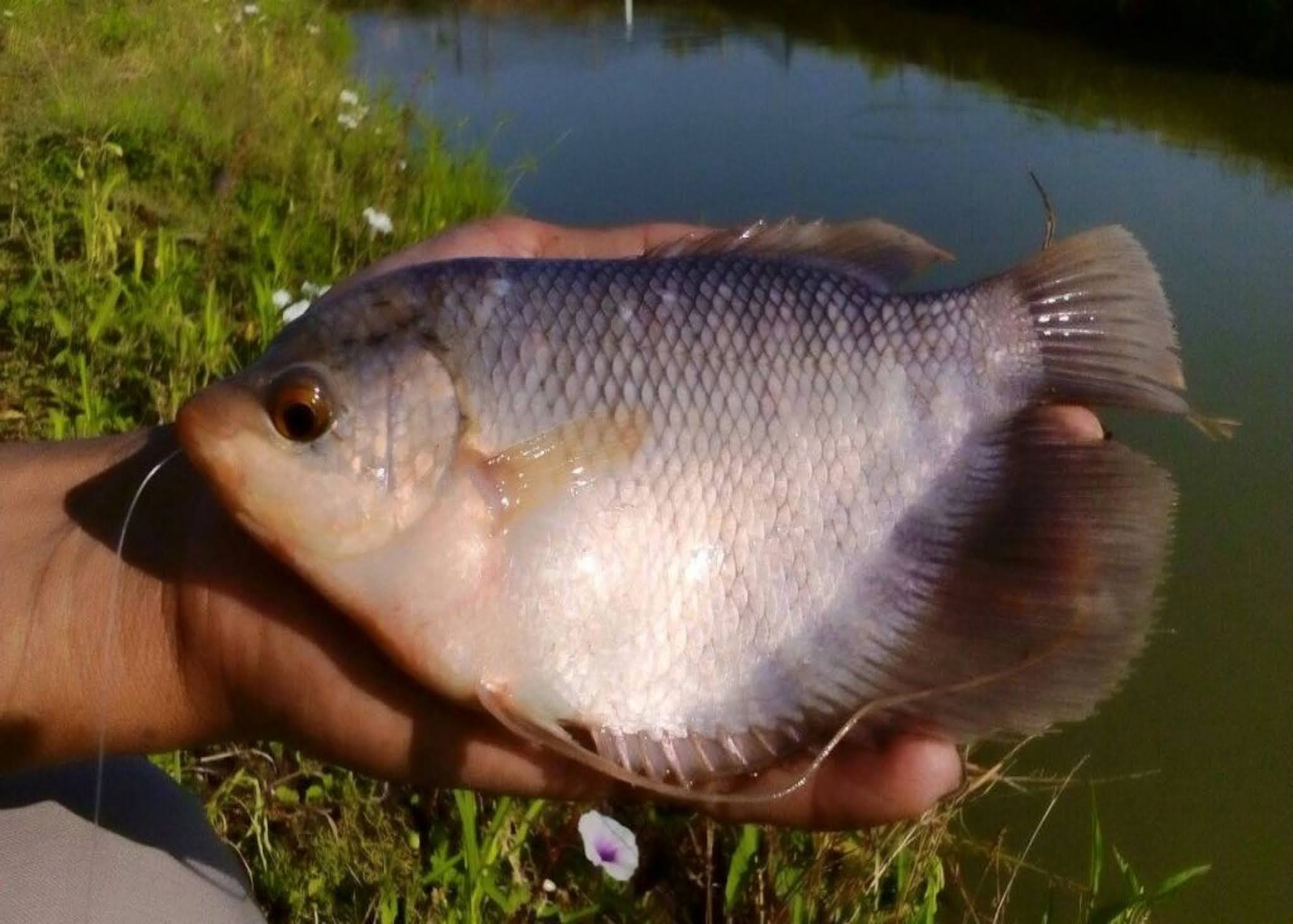 Makalah Budidaya Ikan Tawes, Mengenal Ikan Balar Lalawak
