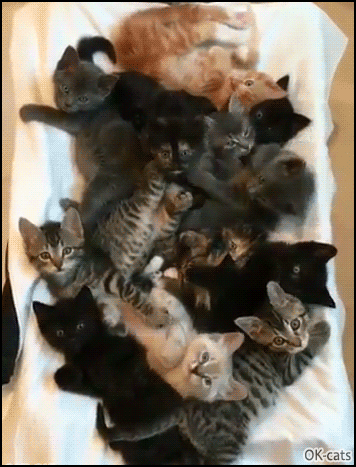 Cute Cat GIF • Pile of 12 fluffy Kittens chilling together. Look at all of those adorable tummies Cute Cat GIF • Pile of 12 fluffy Kittens chilling together. Look at all of those adorable tummies