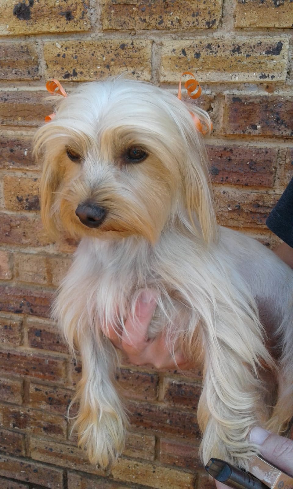 501 ALREADY ADOPTED! Gauteng, Roodepoort Two Loving Yorkies Need