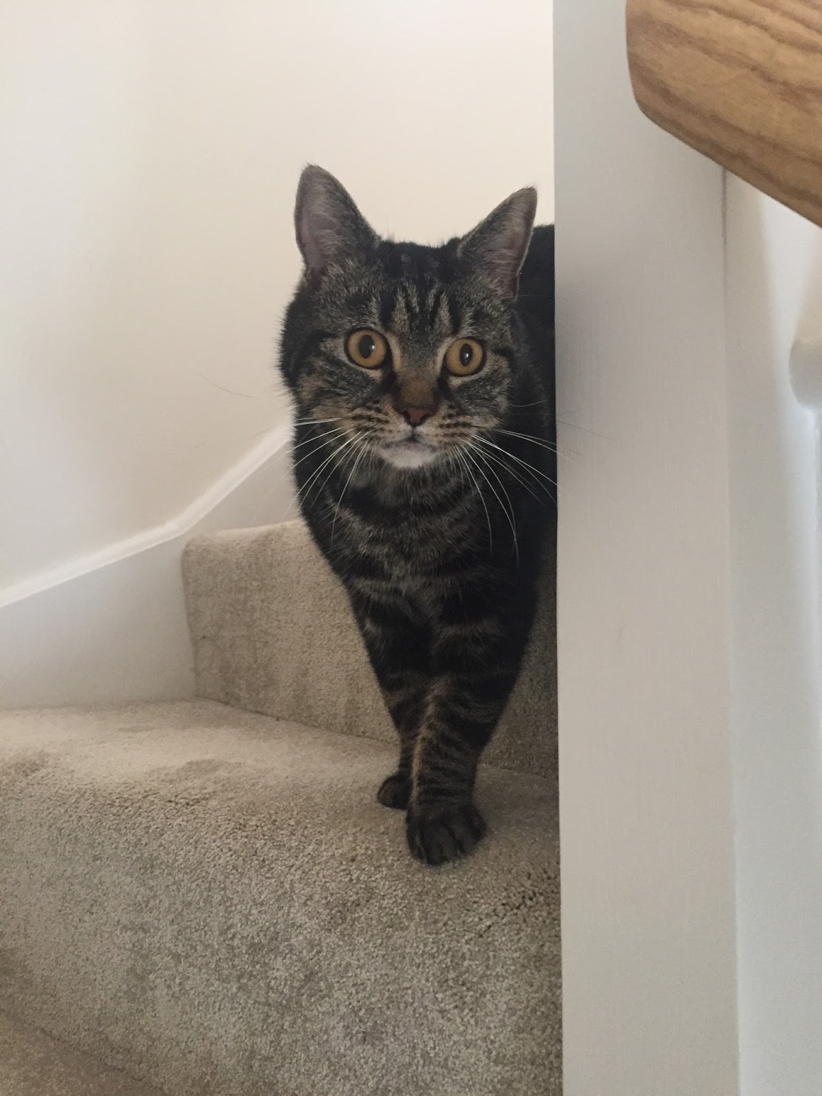 Cats Protection Exeter Axhayes Adoption Centre Success Story Greg