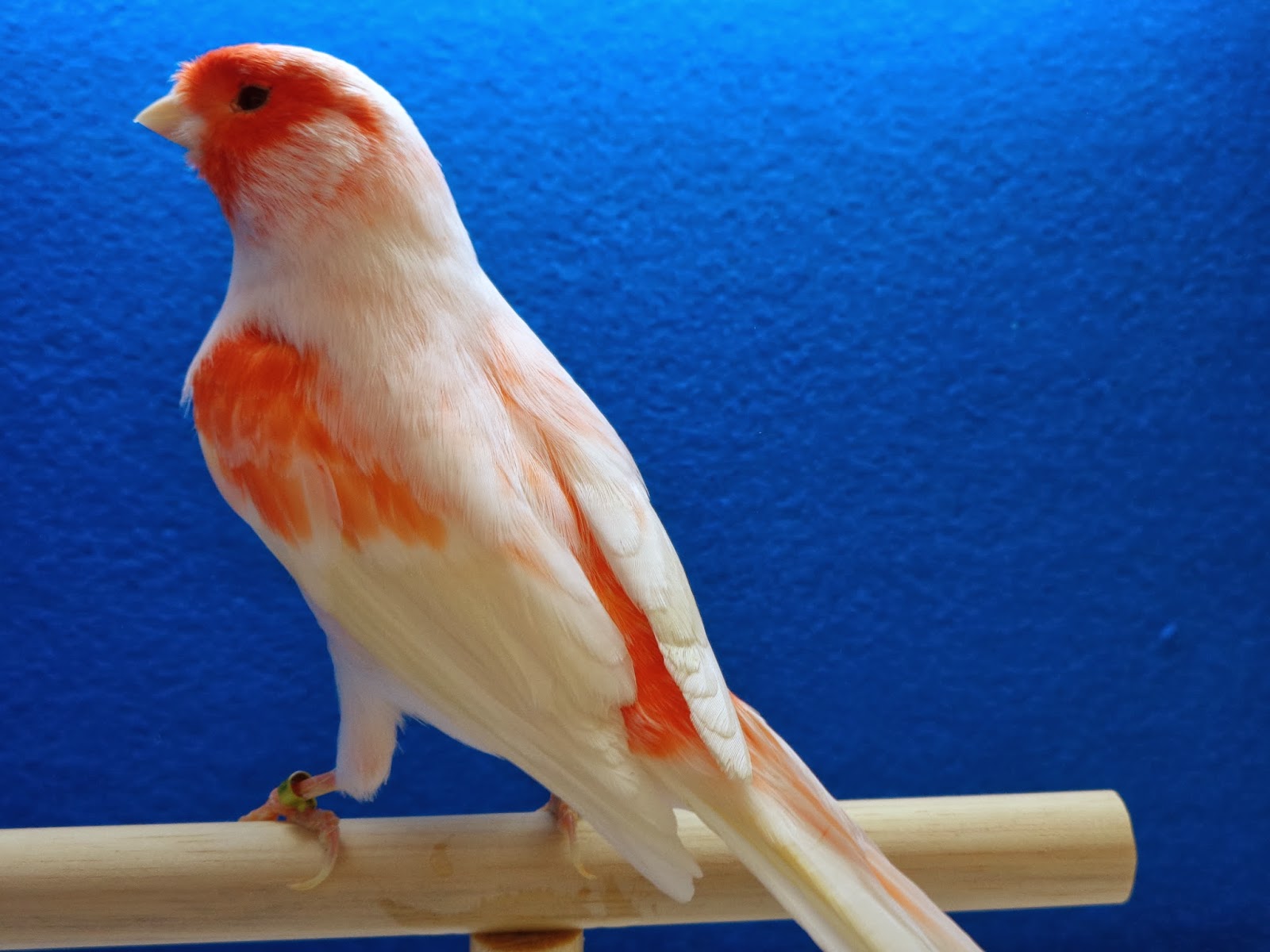 Canarios Orlando Pedro: Canarios simplesmente ESPETACULARES.