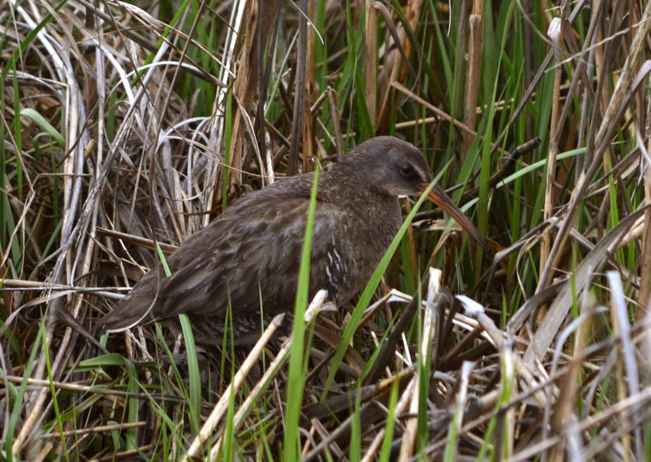 Woods Walks and Wildlife: May 2014