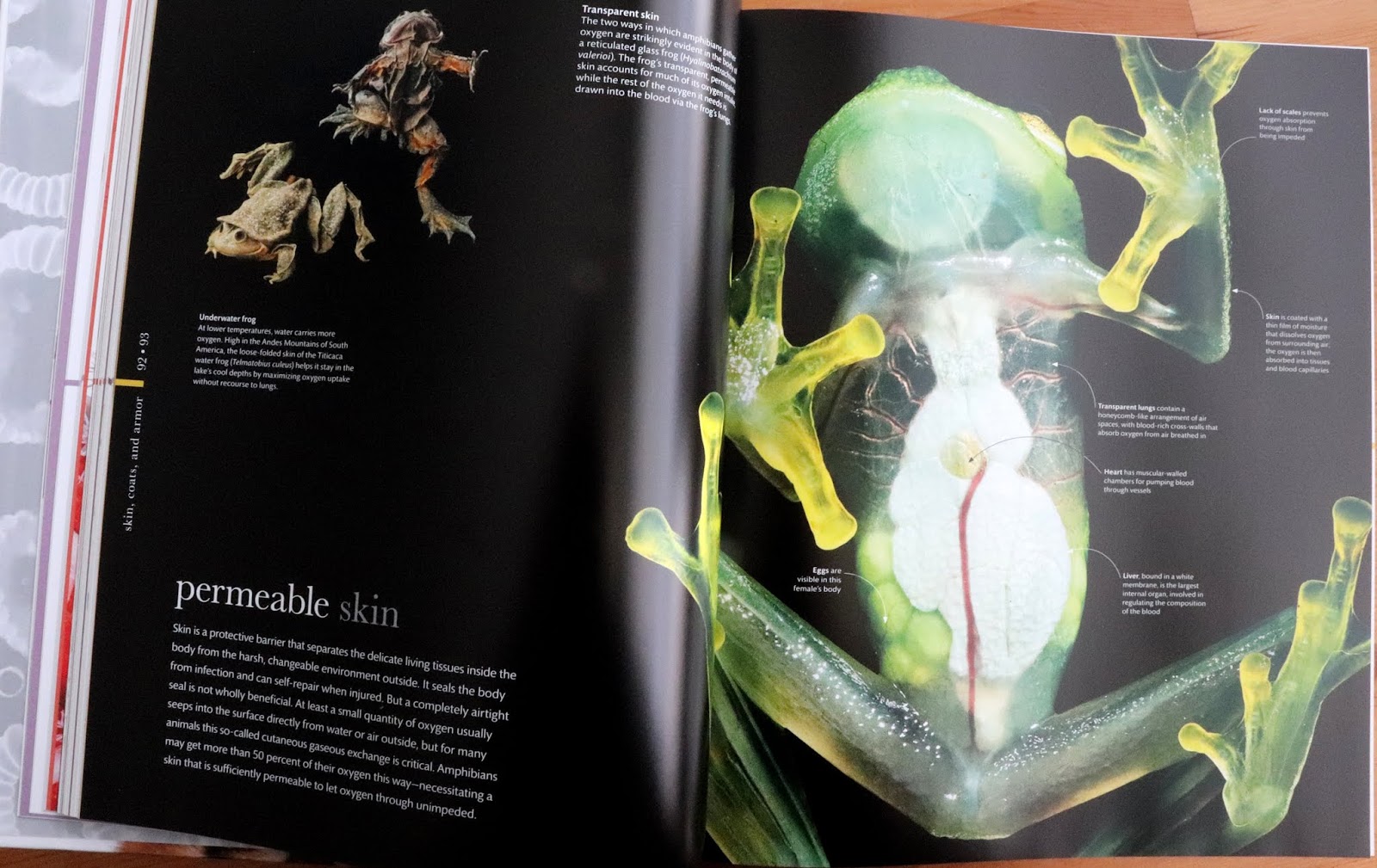 Create With Mom Signs and Symbols, Myths and Legends, and Zoology