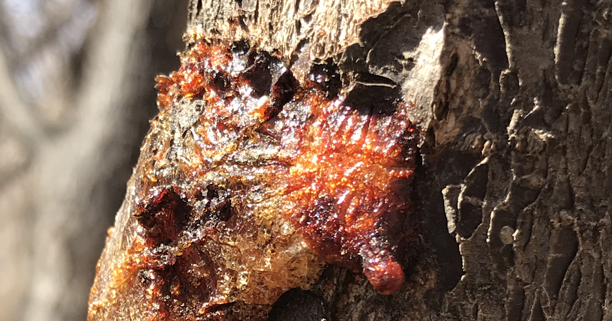 Diagnosing Trees with Oozing Sap… Again