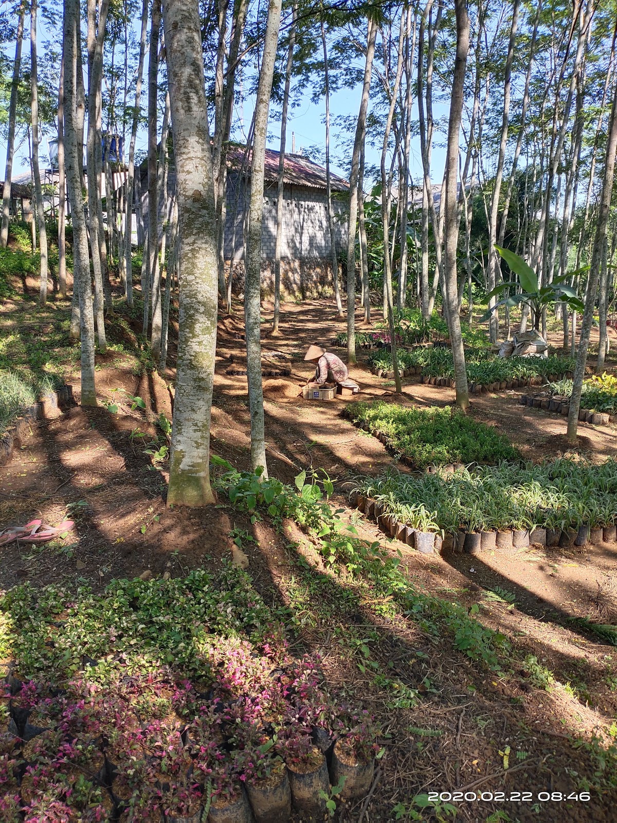 DAFTAR HARGA TANAMAN HIAS, TANAMAN TOGA DAN BIBIT BUAH TERBARU BULAN