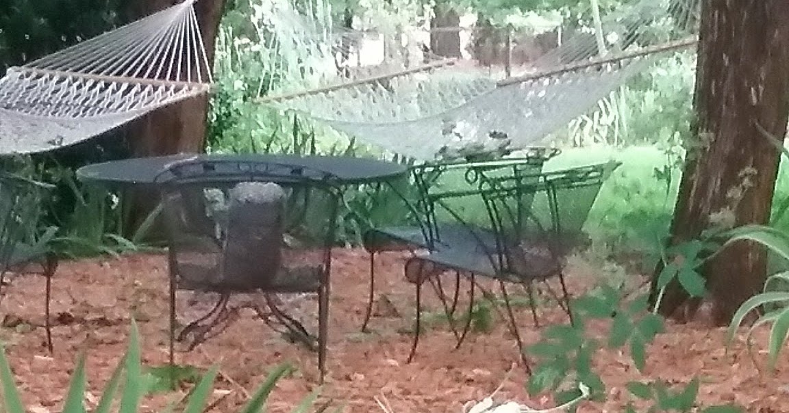 Bottlebrush Buckeye Aesculus Parviflora For Shade Woods
