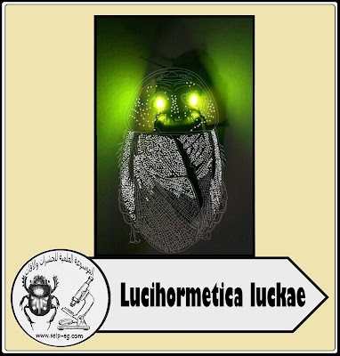 الصراصير المُضيئة Lucihormetica luckae