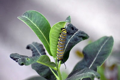 Monarch caterpillary on milkweed