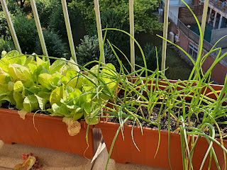 Saláta és hagyma balkonládában