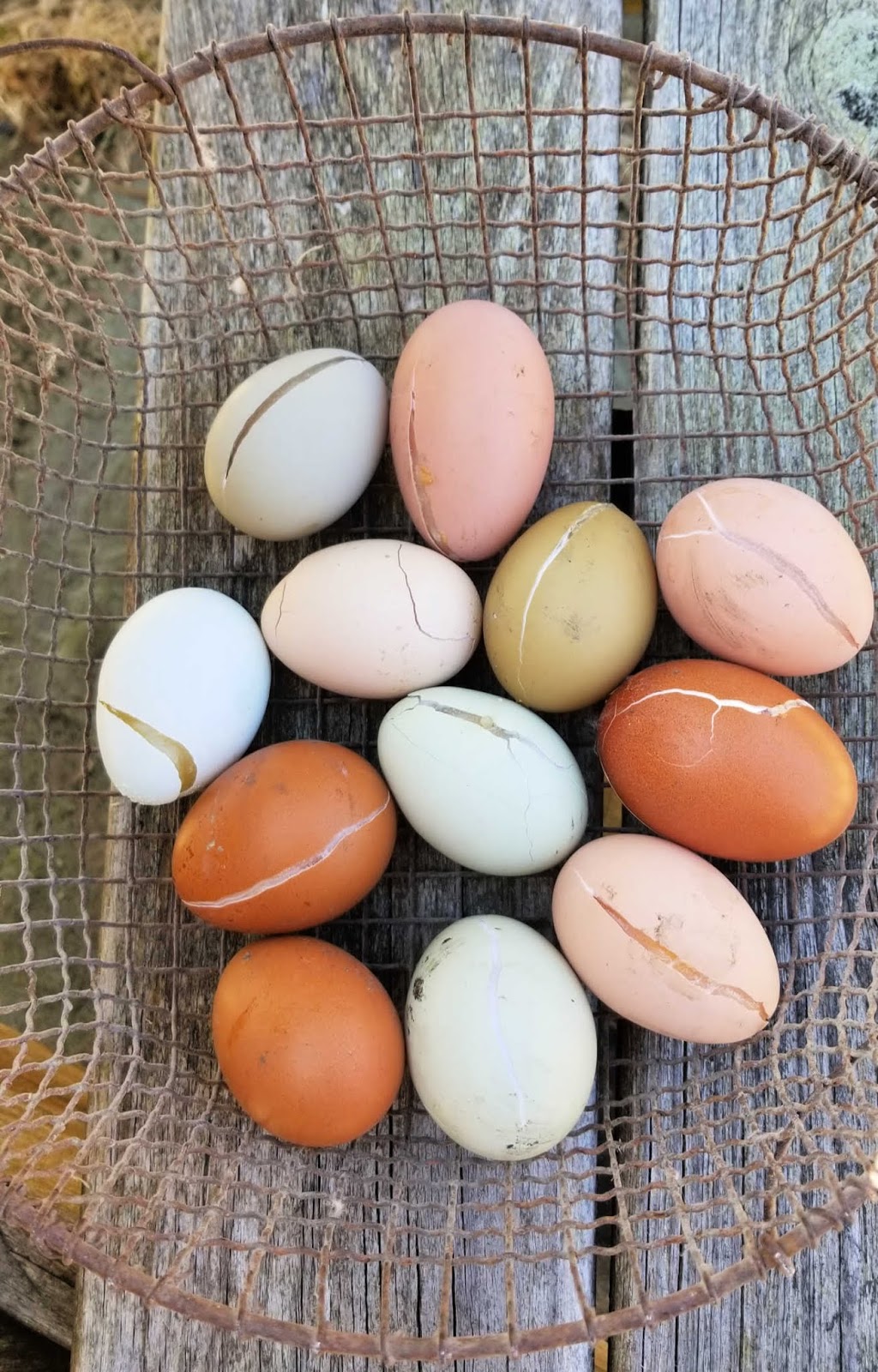 How Do I Keep my Chicken Eggs from Freezing? Fresh Eggs Daily®