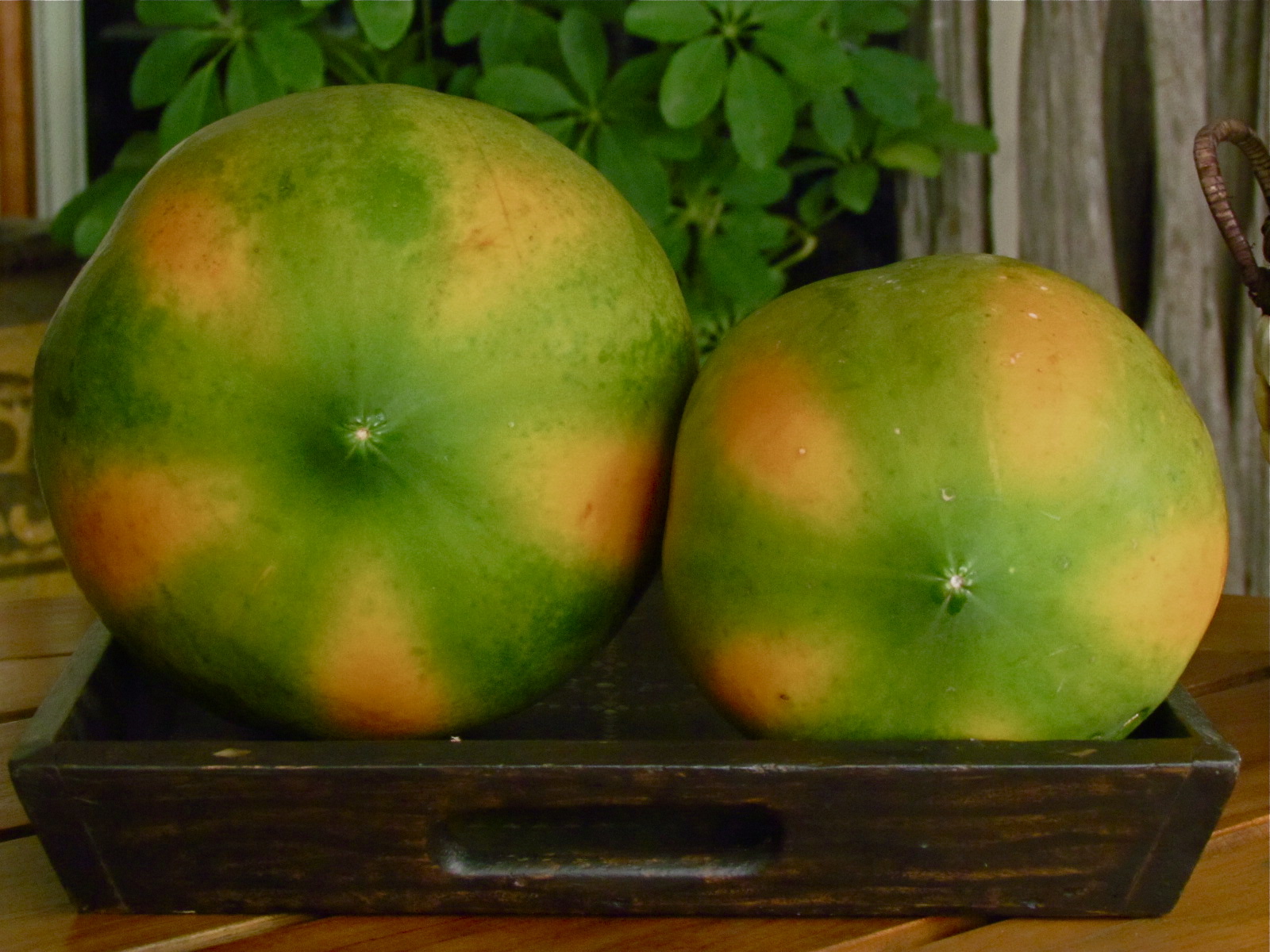 1784 Ripening Papayas