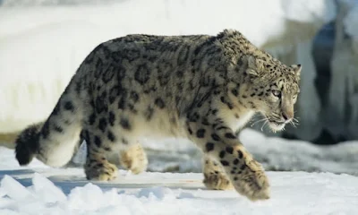 Secure Himalaya Project Launched to Conserve Snow Leopard