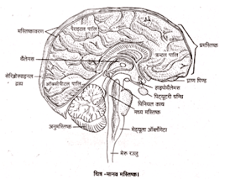 मस्तिष्क