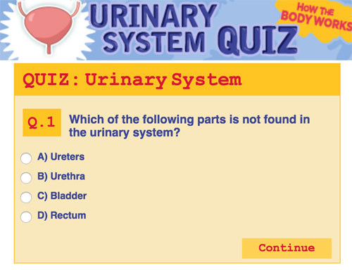 Urinary System Quiz