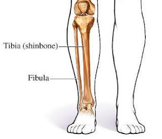 Fungsi dari tulang kering sebagai penahan dari benturan di kaki dan lokomotor (berjalan dan berlari).