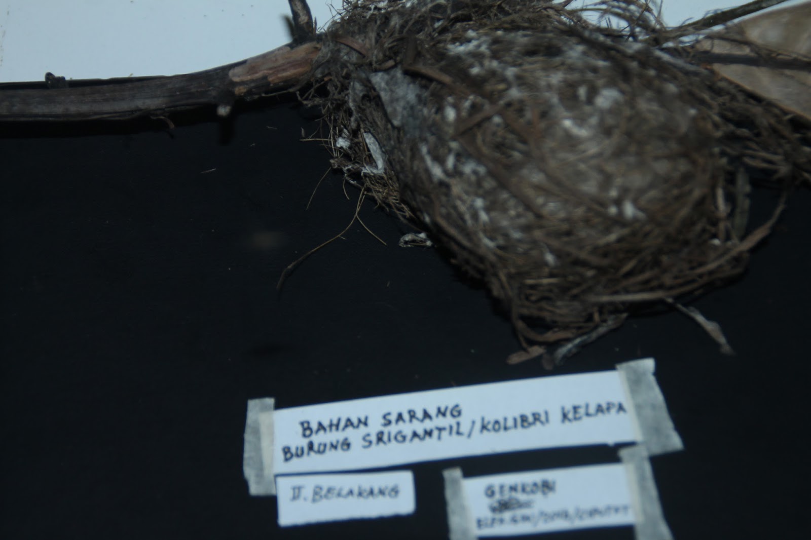 Material Sarang Burung Srigantil Kolibri Kelapa Bagian 01