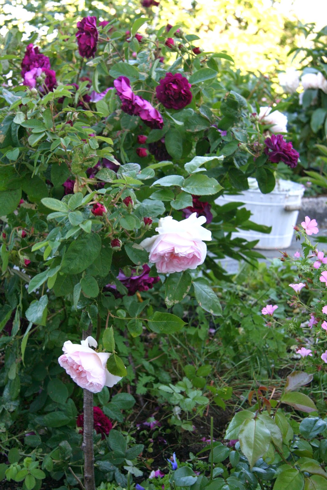 RUSTIKK HAGE: Bind opp dine roser