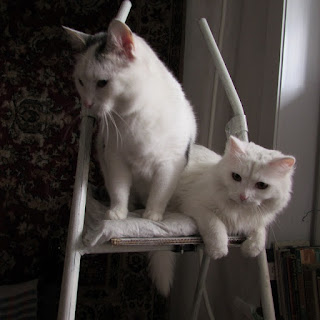 Блог Кота Васьки Друг познаётся