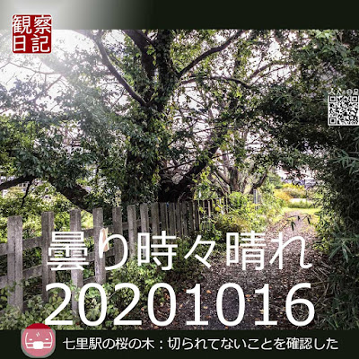 20201016七里駅の桜の木。切られてないことを確認した。