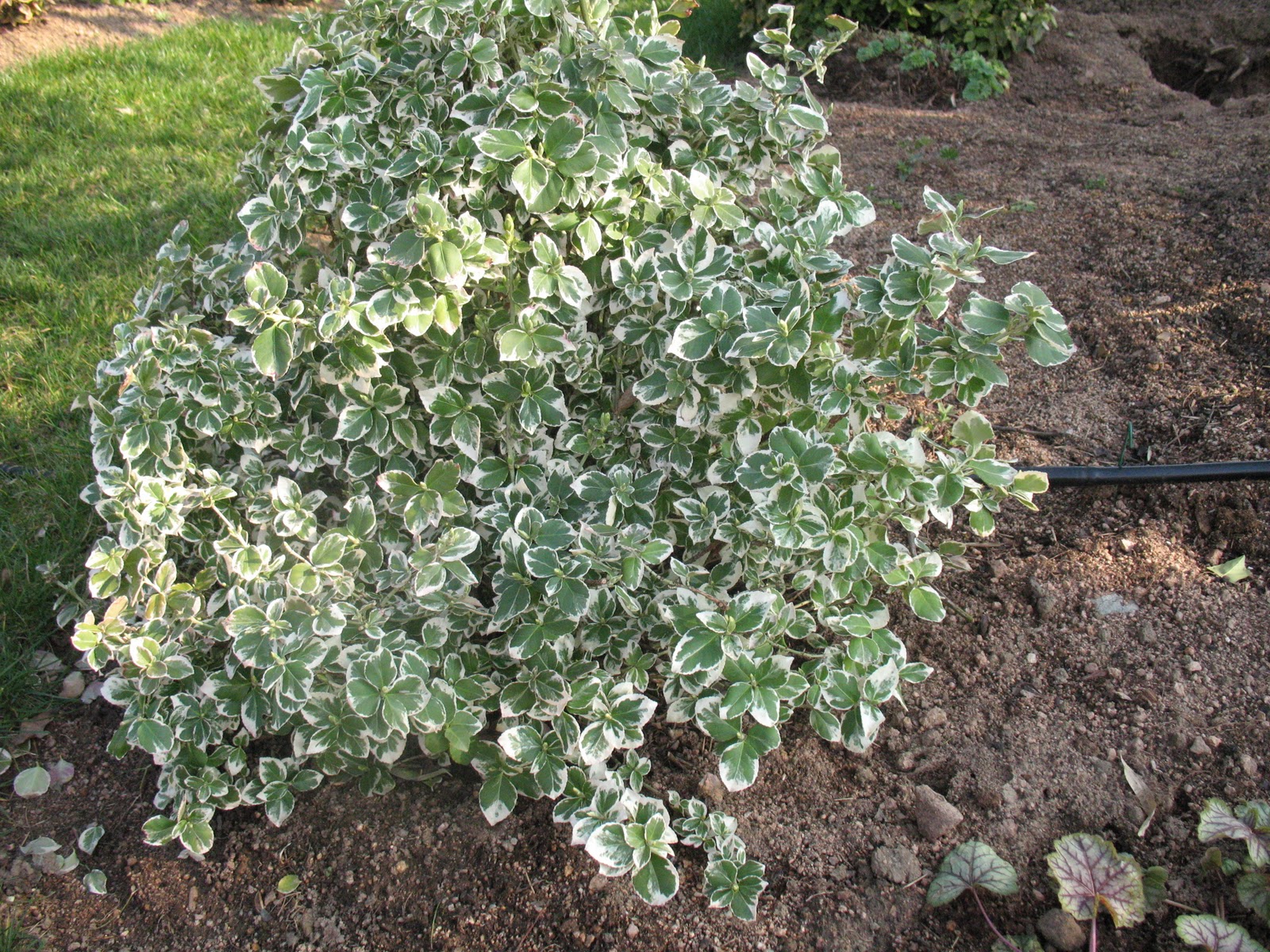 Fusain Emerald Gaiety Euonymus Fortunei Jeune Plant En Godet 13