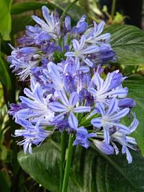 Agapanthus Lily of the Nile Allan Gardens Conservatory 2015 Spring Flower Show by garden muses-not another Toronto gardening blog