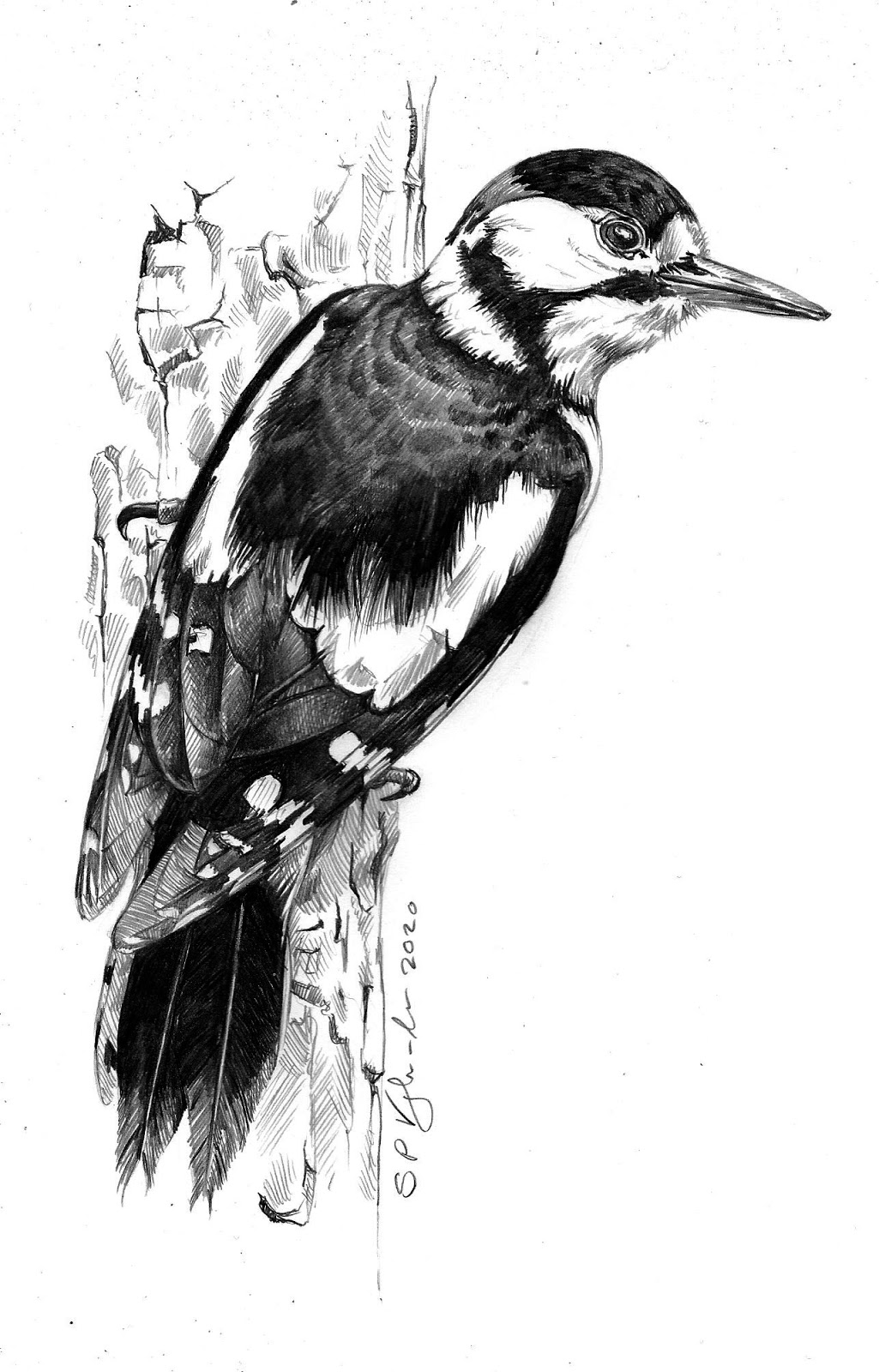 Drawing from experience...: Great spotted woodpecker (Dendrocopos major)