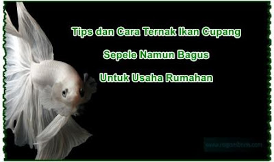 Tips Dan Cara Ternak Ikan Cupang, Sepele Namun Bagus Untuk Usaha Rumahan Pelajari Cara Ternak Ikan Capung Agar Ternak Ikan Capung Anda Dapat Membuahkan Hasil Yang Maksimal