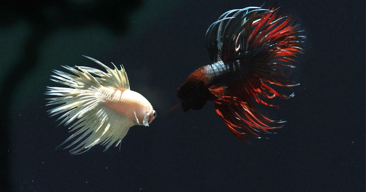 Betta Fish Live Wallpaper 40