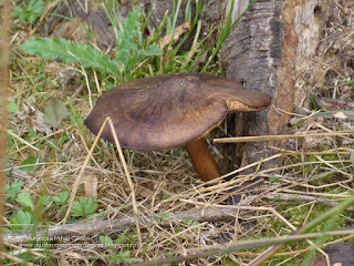 Pluteus cervinus DSC96385