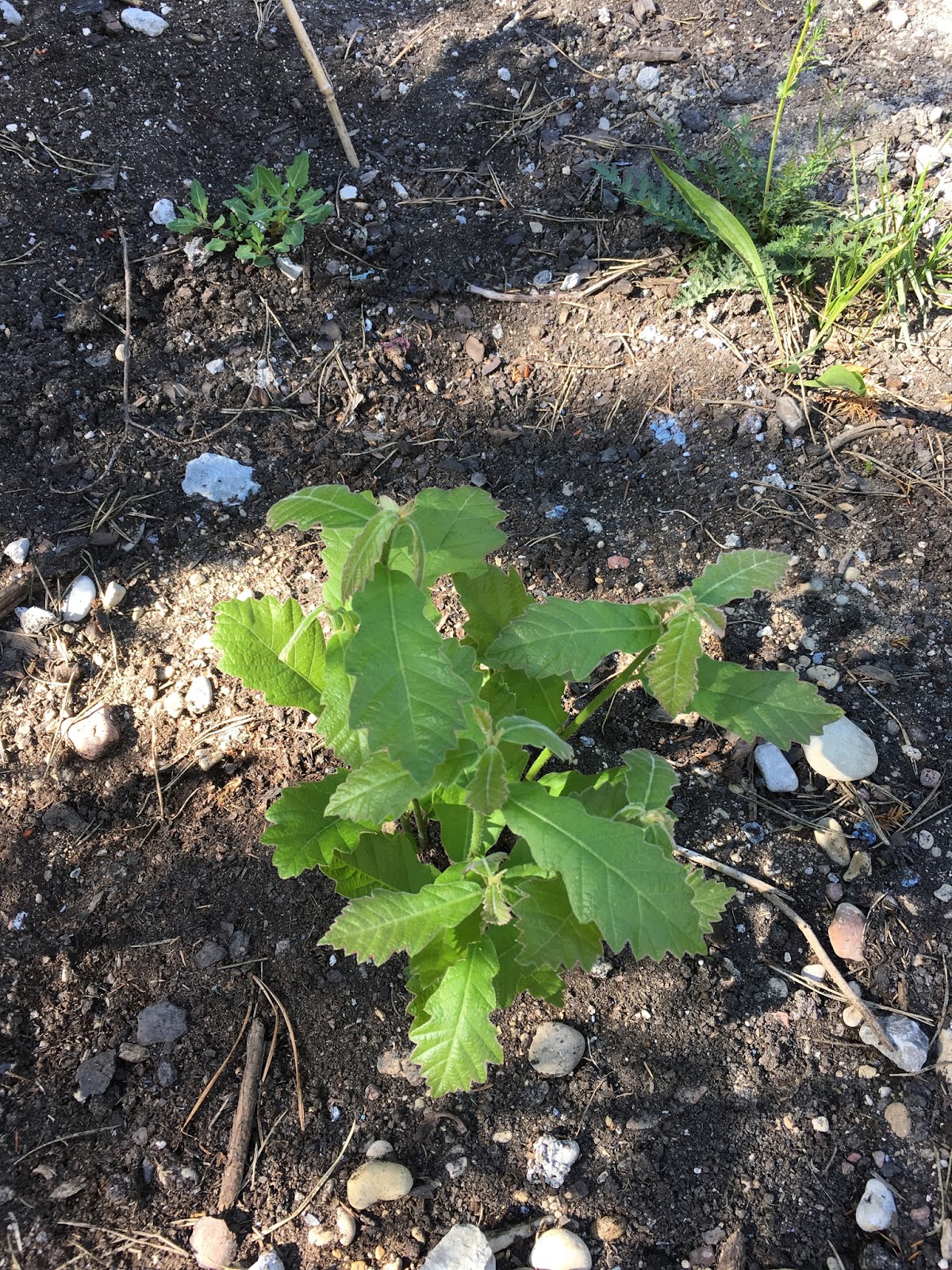 Saaremaa taimed/ puud Japanese Emperor Oak / Quercus Dentata