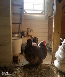 ventilation chicken vs coops drafts fresh chickens eggs coop daily backyard reason another there houses