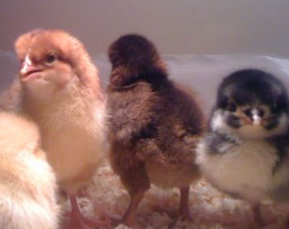tips cara merawat anak ayam yang masih baru dan masih imut imut, agar tetap tumbuh sehat dan menjadi ayam yang sungguhan dan menjadi dewasa dan memberikan anak ayam yang baru lagi. Semoga bermanfaat dan terima kasih!.