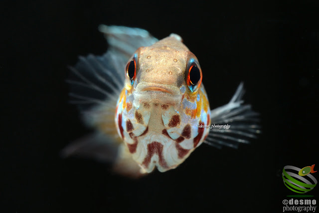 Apistogramma flabellicauda