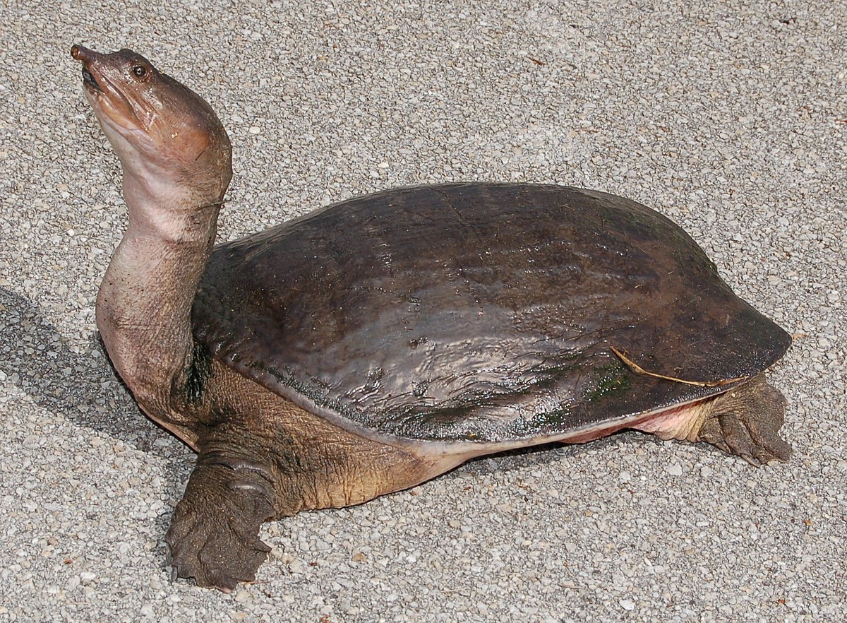 Softshell turtle facts, Trionychidae reptile, freshwater turtles