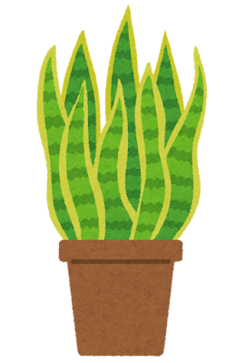 サンスベリアのイラスト（観葉植物）