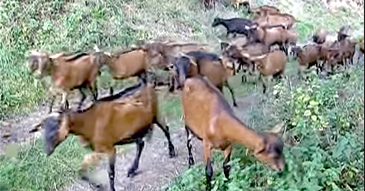 Columbia The Gem: Goats Eating Boats?