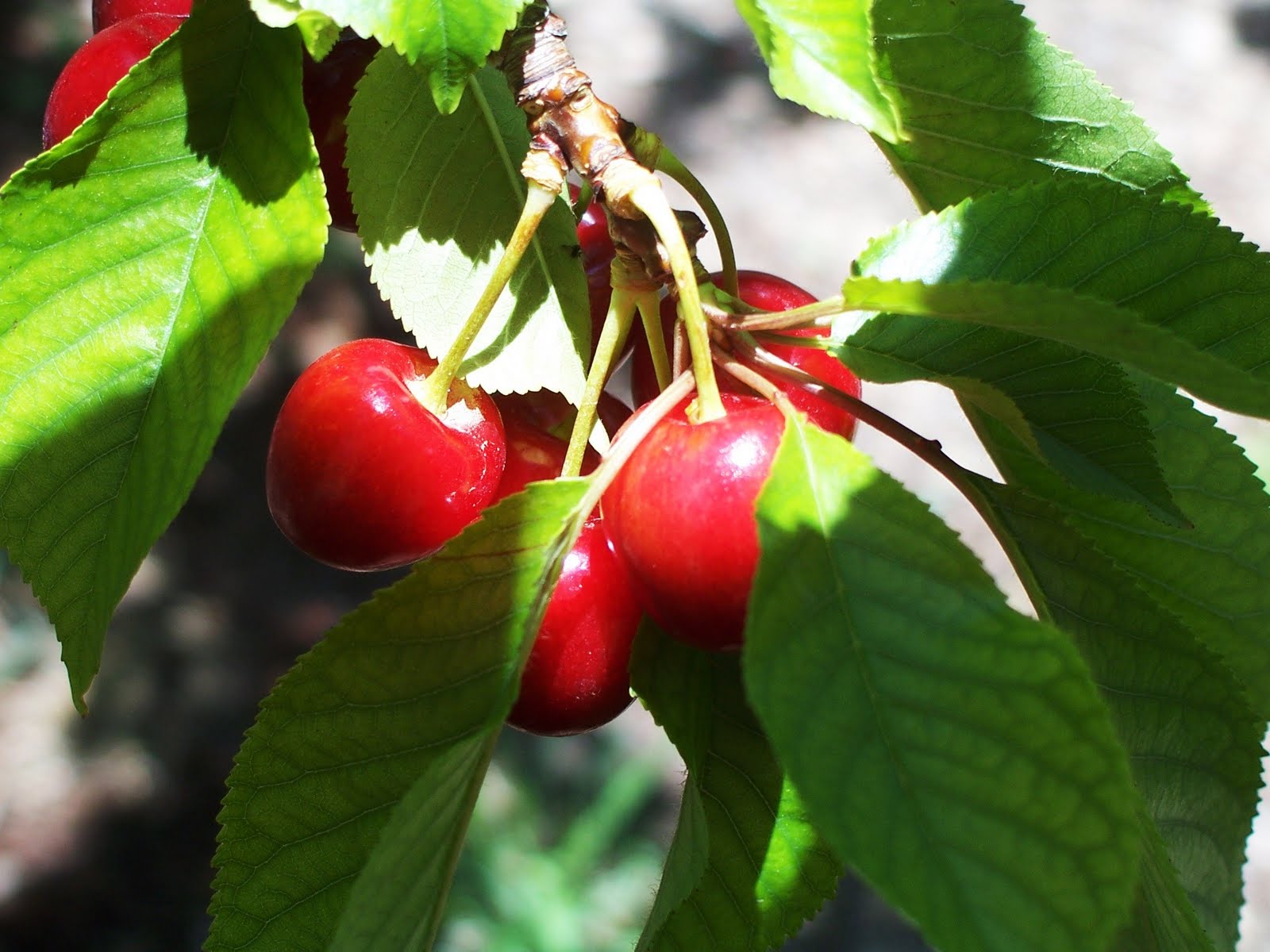 pressed petals Cherry Picking