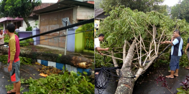 pohon-tumbang-angin-puting-beliung-pacitan