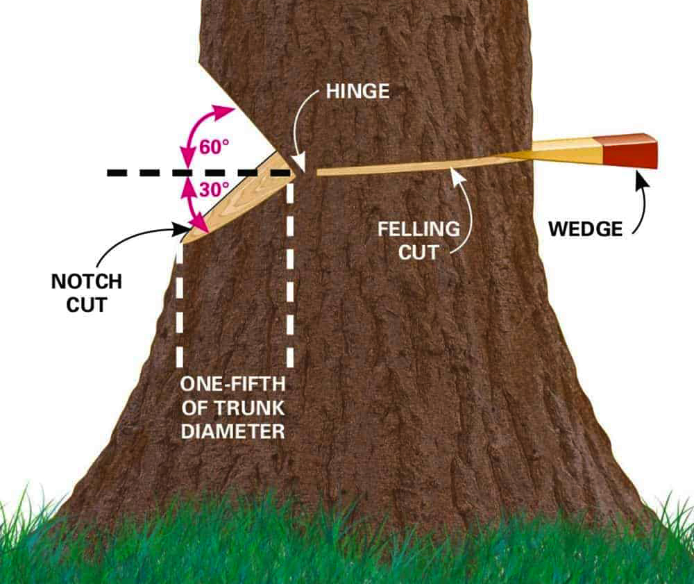 Направить в нужном направлении. Правильно спилить дерево бензопилой в нужном направлении. Схема Валки деревьев. Валка деревьев в нужном направлении. Запил для Валки деревьев.