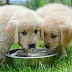 Tι είδος νερού μπορεί να πίνει ο σκύλος;