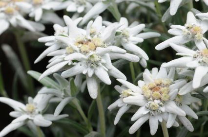  Gambar  Bunga  Edelweis  Cantik dan Fakta Unik Terbaru  