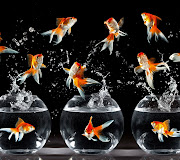 Samsung Galaxy S3Abstract Animals .