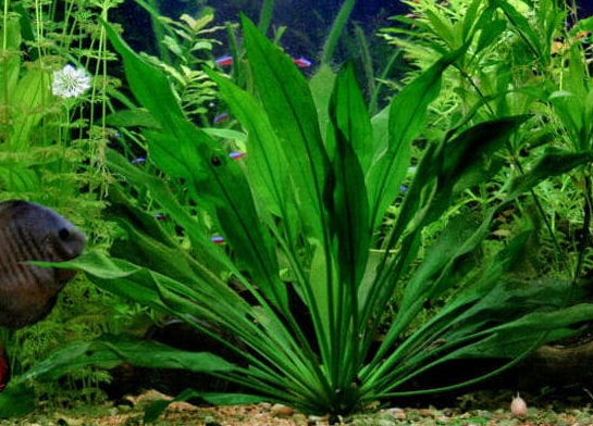 7 Macam Jenis Tanaman Aquascape Yang Bagus Untuk Background