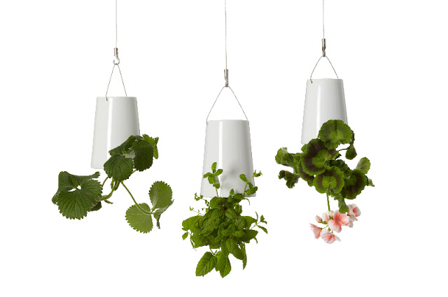 4 Cara Terbaru Dalam Menghias Ruangan Dengan Tanaman 4 Cara Terbaru Dalam Menghias Ruangan Dengan Tanaman